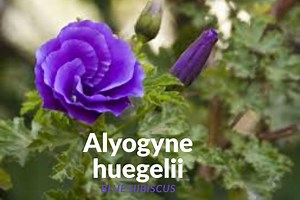 Blue Hibiscus Plant: Drought Tolerant, Violet-blue Blooms - Etsy