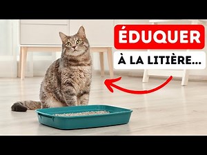 Comment éduquer les CHATS à utiliser la Litière: Guide Étape par Étape!
