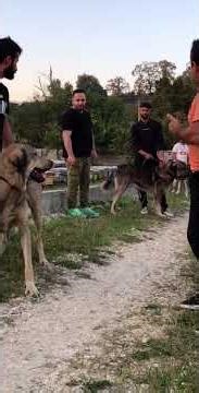 🇮🇷 سگ‌های اصیل ایرانی | 🇺🇸 Iranian Dog Breeds