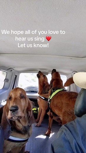 #bloodhounds #dogs #houndsoftiktok #dogs #trending #hounds #dogvideosfunny #doglover4life #bloodhoundbay #bloodhoundbaying #singingdogs #howling #