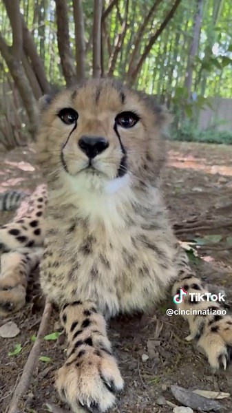 Allergy season 🤧 😆 Up close with cheetah cub Kiara! | cheetah