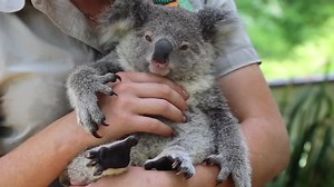 Just a koala living the good life 🐨 Getting all the belly scratches and cuddles in the world ❤️ | Australian Reptile Park
