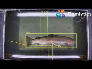 Custom AI fish detection & counting model