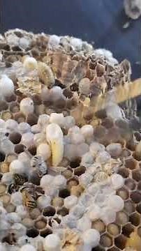 The LifeCycle of the Wasp