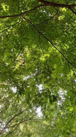 神奈川県に行ったときの散歩道🌳#散歩 #自然 #nature