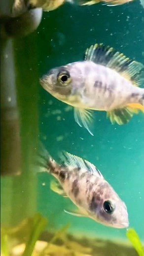 Aquarium Therapy | Relaxing Fish Tank for Stress Relief and Calm Vibes #relaxing