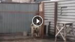 Nemecká hudba a ruský pes