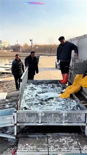 Loading the Catch: How Freshness Meets Efficiency