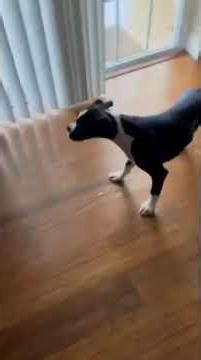 4-month old Boxer puppy back leg paralyzed 5 days after vaccines 😭