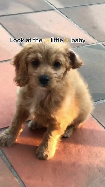 Poochie & Co. Dog Boutique on TikTok