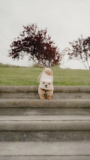 Bruh 🤦‍♀️ 🏷️ #dog #embarassing #funnydog #funnydogs #funnydogmoments #funnydogvideos #pomeranian #boydog #dogmom #dogdad #sadhamster #sadhamstermemes #funnymemes #dogmeme #dogememesdaily | Boba The Squirrel