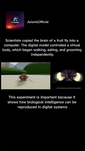 Scientists Copied a Fruit Fly Brain Into a Computer 🧠🪰