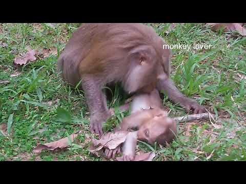 It's Looks So Sad, The Little Baby Monkey Die By Bus Accident On High Road,monkey lover,