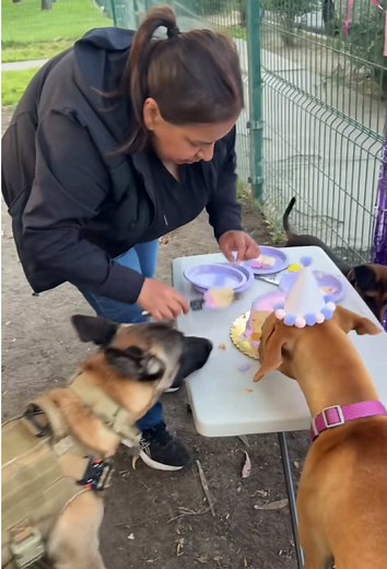 Dog’s Birthday#funny #dog #fyp #funnydog #funnyvideos #dogsoftiktok #doglover #foryou