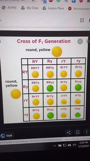 Understanding Genetics: Monohybrid Cross vs Dihybrid Cross Explained