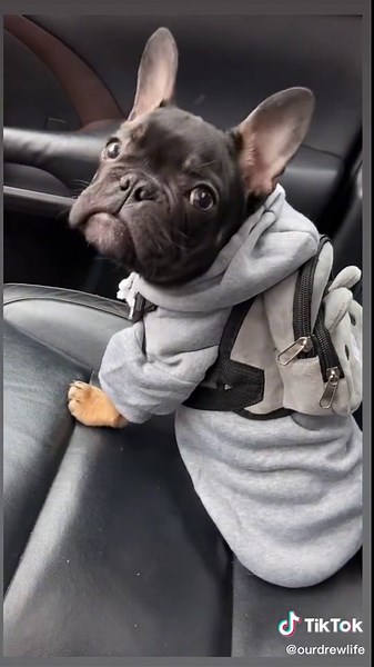 Funny French Bulldog Voice Over Compilation