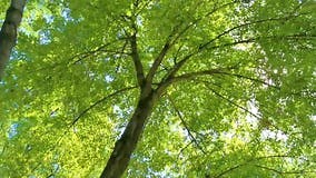 Squirrel is Jumping from Tree To Tree Top Mexico City Stock Footage - Video of wild, park: 376970254