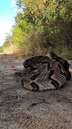 393K views · 2.6K reactions | Intense Rattlesnake Coiled and Rattling  #shorts | Video Snake | Facebook