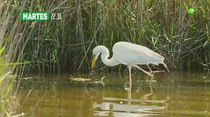 33K views · 836 reactions | Ya en casa relajado después del rally del Dakar y hoy pienso ver y os lo recomiendo en Be Mad TV a las 22.30 horas, el nuevo episodio de "Río Salvaje' que hace mi hermano Kike Calleja, rodado en España donde es asombroso la vida salvaje que hay en nuestro precioso país y sus mares! yo no me lo perdería.... | Jesús Calleja | Facebook