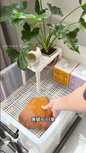 Transform Your Turtles: From Glass to Home! TurtleLife EcoTurtleVideo