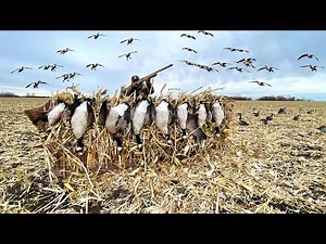 Late Season GOOSE HUNTING a Massive Corn Field LOADED with Birds!