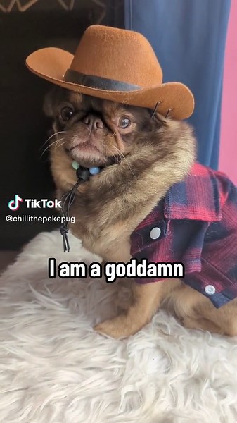 Chilli the Peke Pug Cowboy Parody