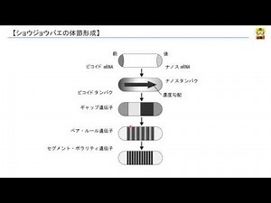 ジョウジョウバエの体節形成 【高校生物】