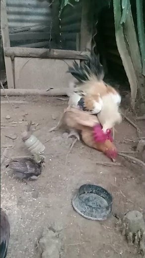 Bantam Rooster Mating With a Bigger Hen..#Cutechickscoming