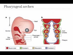 Development of Head and Neck | Pharyngeal Arches | Pharyngeal Pouch and Clefts | Embryology Lecture
