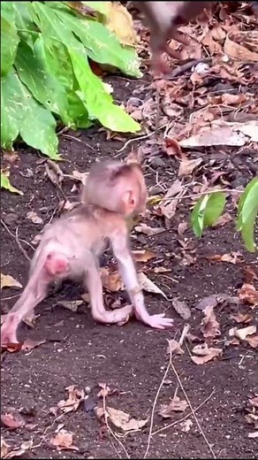 Monkey species: The mother monkey quickly comforted her injured and frightened baby monkey.
