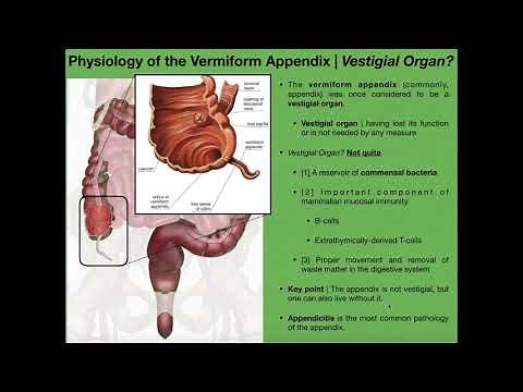 The Appendix & Basics of Tonsils and Peyer's Patches