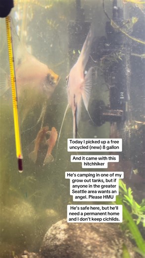 Finding a New Home for My Angel Fish