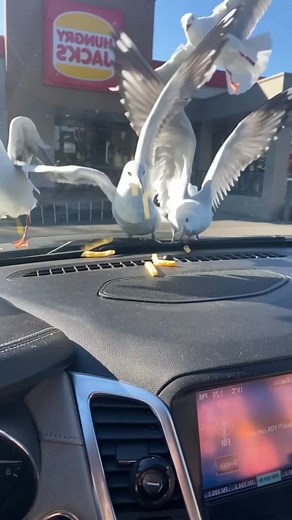 Silly Seagulls: Hilarious Moments of Bird Antics