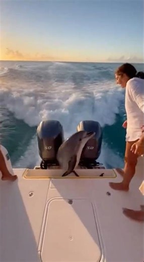 Dolphin Flies Onto a Yacht Deck, She Saves It