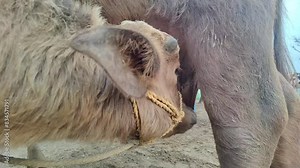 Little White Buffalo Drinking His Mother Milk In Slow Motion. 4k Video