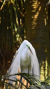 Here’s the second part of the Great Egret’s courtship display, paired with Vivaldi’s “Spring” epic! #birdphotography #birdwatching #naturelovers #birds | Daniel Riddle