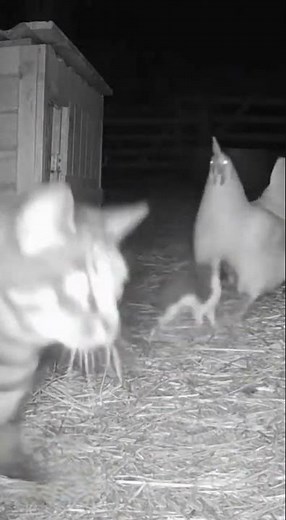 Night Camera Captures Weasel Attacking Chickens… Until the Cat Jumps In! 😱🐔🐱
