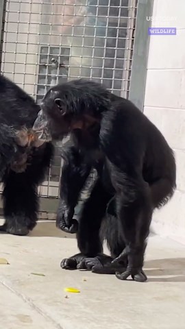 Chimpanzee sees the sky for the first time after freedom from caged lab
