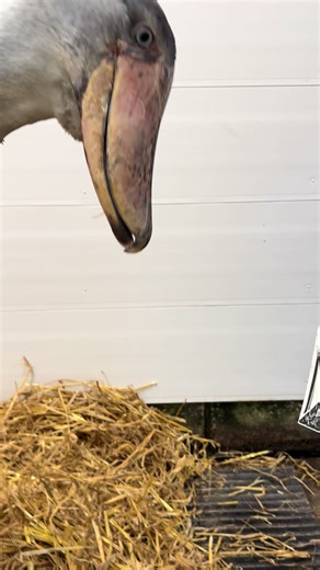 Abou the Shoebill Receives Heartwarming Fan Mail