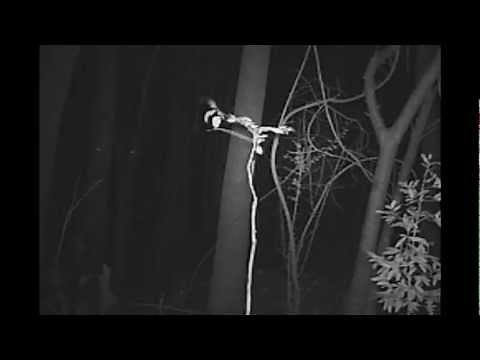 Alien Captured On Trail Cam - 11/1/13 Sighting 27