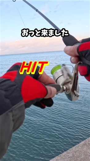 Trick Sabiki fishing with a Daiso bait tray and pack rod #fishing #daiso
