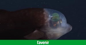 Un étrange et rare poisson à tête transparente filmé par des chercheurs (vidéo)