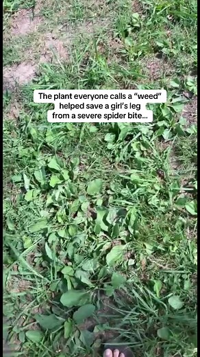 For generations, this common backyard plant has been used as nature’s first aid for bites, stings, splinters, rashes, and irritated skin. One of its most well-known traditional uses is helping draw out venom and inflammation from insect bites and stings. The next time you spot plantain growing in your yard, you may want to think twice before pulling it up. Nature often provides exactly what we need… we just have to learn to recognize it. 💚 #plantain #medicinalplants #foraging #herbalremedies #n