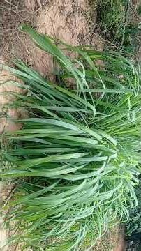 Programa Redes Online mostra ao vivo vida na Roça Comunidade irmã Dulce.