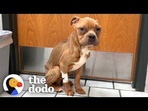 Pittie Thrown Away In Trash Does The Happiest Zoomies Around His New Yard | The Dodo Pittie Nation