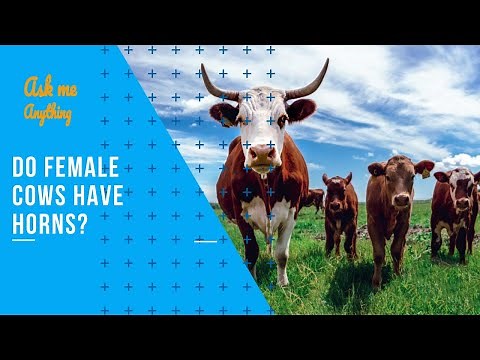 Do Female Cows Have Horns? Can Female Cows Have Horns? Do Female Highland Cows Have Horns?