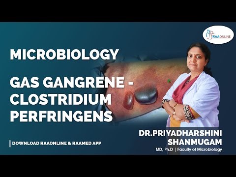 Gas Gangrene - Clostridium Perfringens