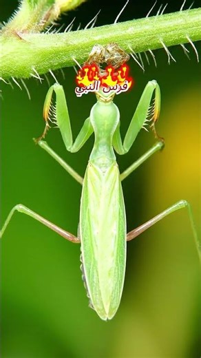دورة حياة #فرس_النبي #حشرات