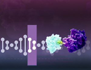 HiBiT タンパク質 タギングシステム