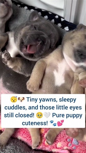 😴🐶 Cute Puppies Yawning & Sleeping — Eyes Still Not Open! 🥹🤍🐾